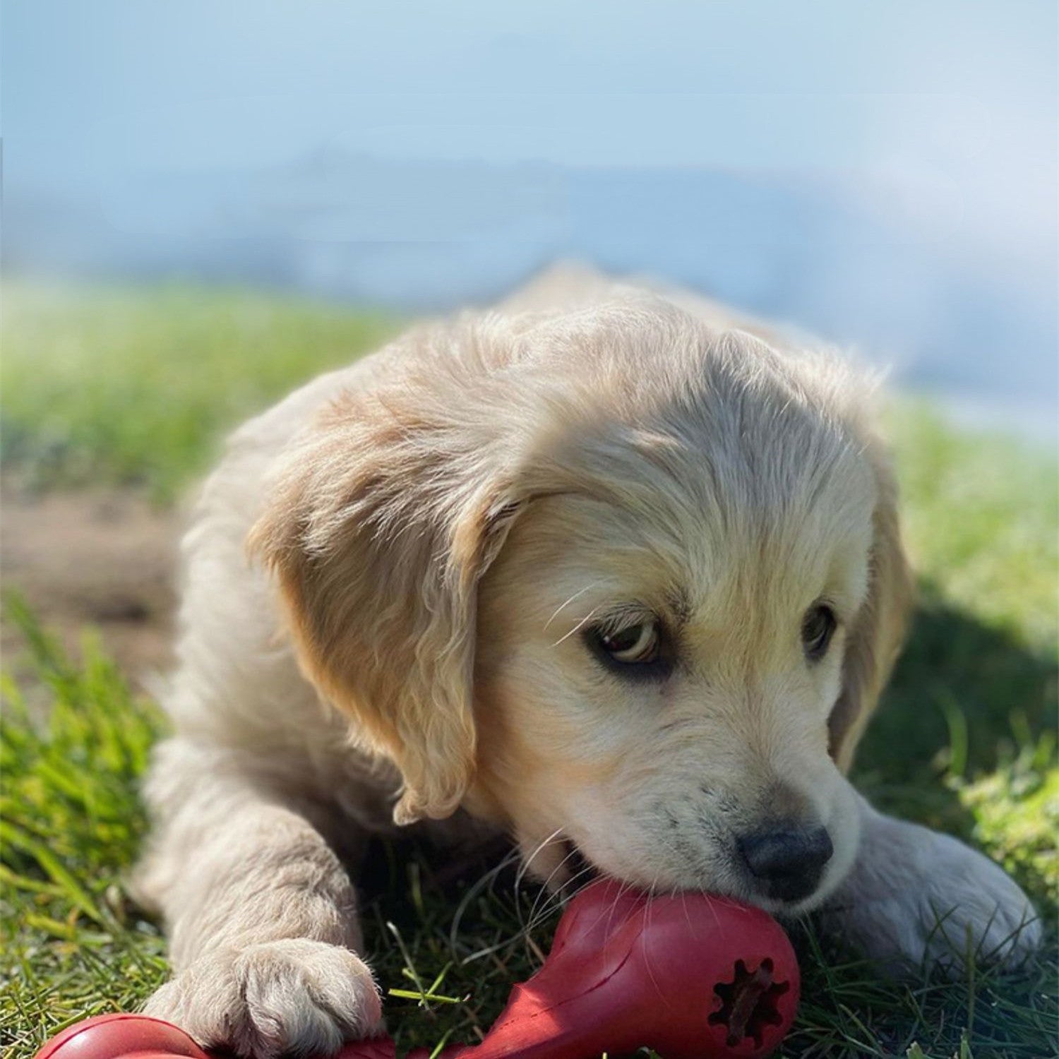 Bite-Resistant Rubber Chew Toy – Durable Grinding Toy for Aggressive Chewers