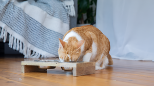 Feeding Your Pet the Right Way