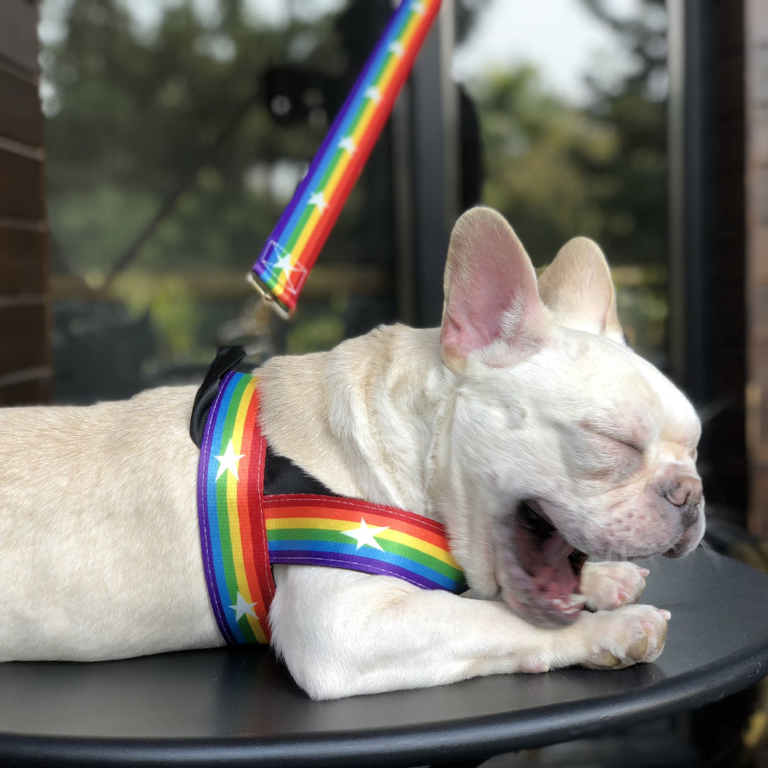 Pet Rainbow Cool Chain Walking Leash Gear