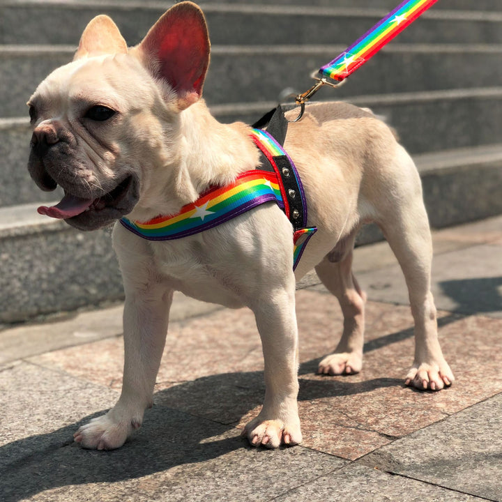 Pet Rainbow Cool Chain Walking Leash Gear