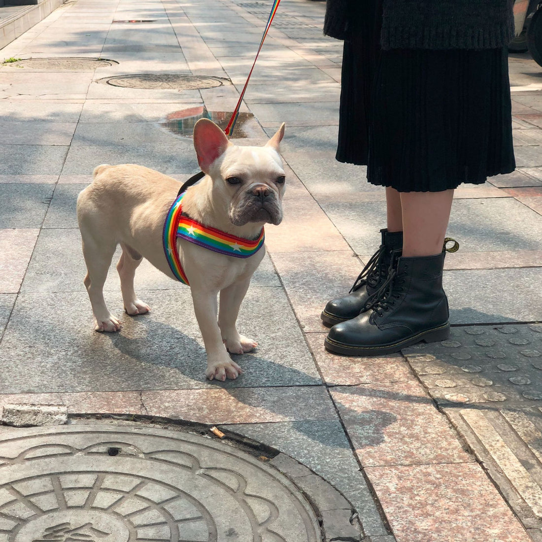 Pet Rainbow Cool Chain Walking Leash Gear