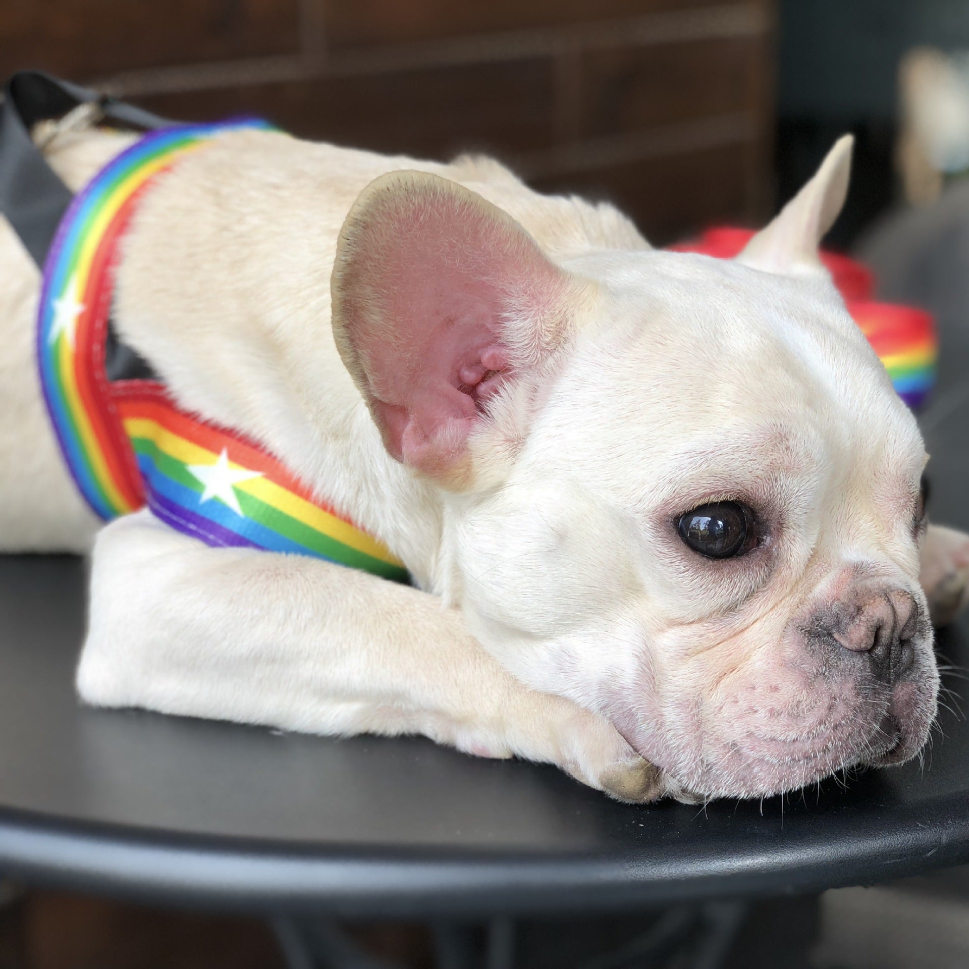 Pet Rainbow Cool Chain Walking Leash Gear