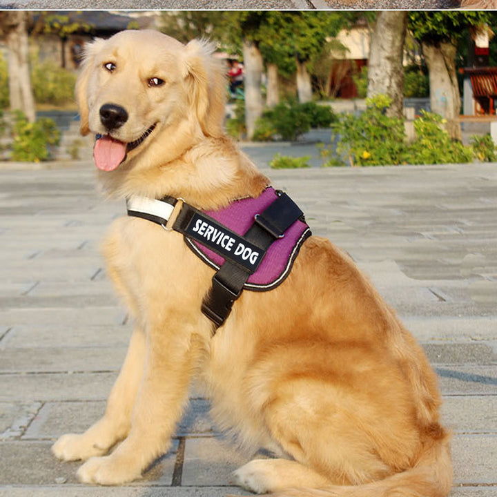 Pet Labrador Harness Walking Leash Safety Gear