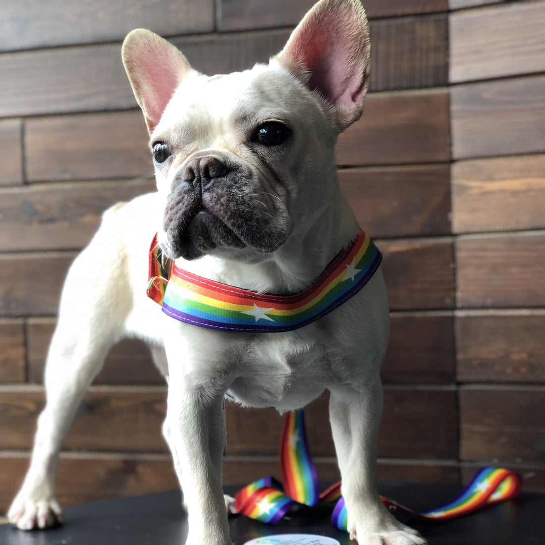Pet Rainbow Cool Chain Walking Leash Gear