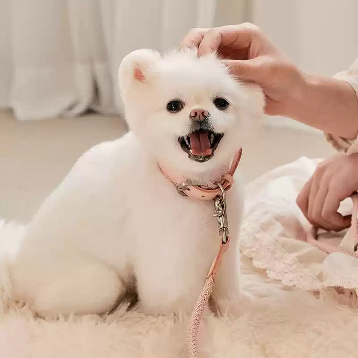 Pet Leather Handheld Collar Walking Rope Leash
