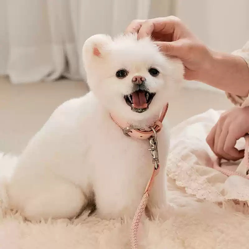 Pet Leather Handheld Collar Walking Rope Leash