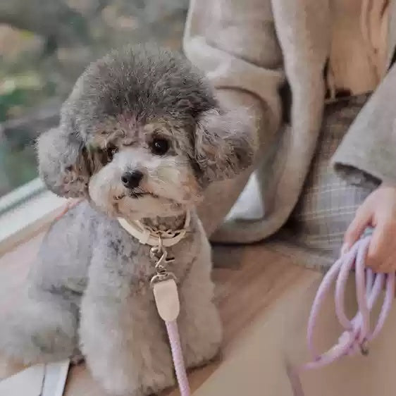 Pet Leather Handheld Collar Walking Rope Leash