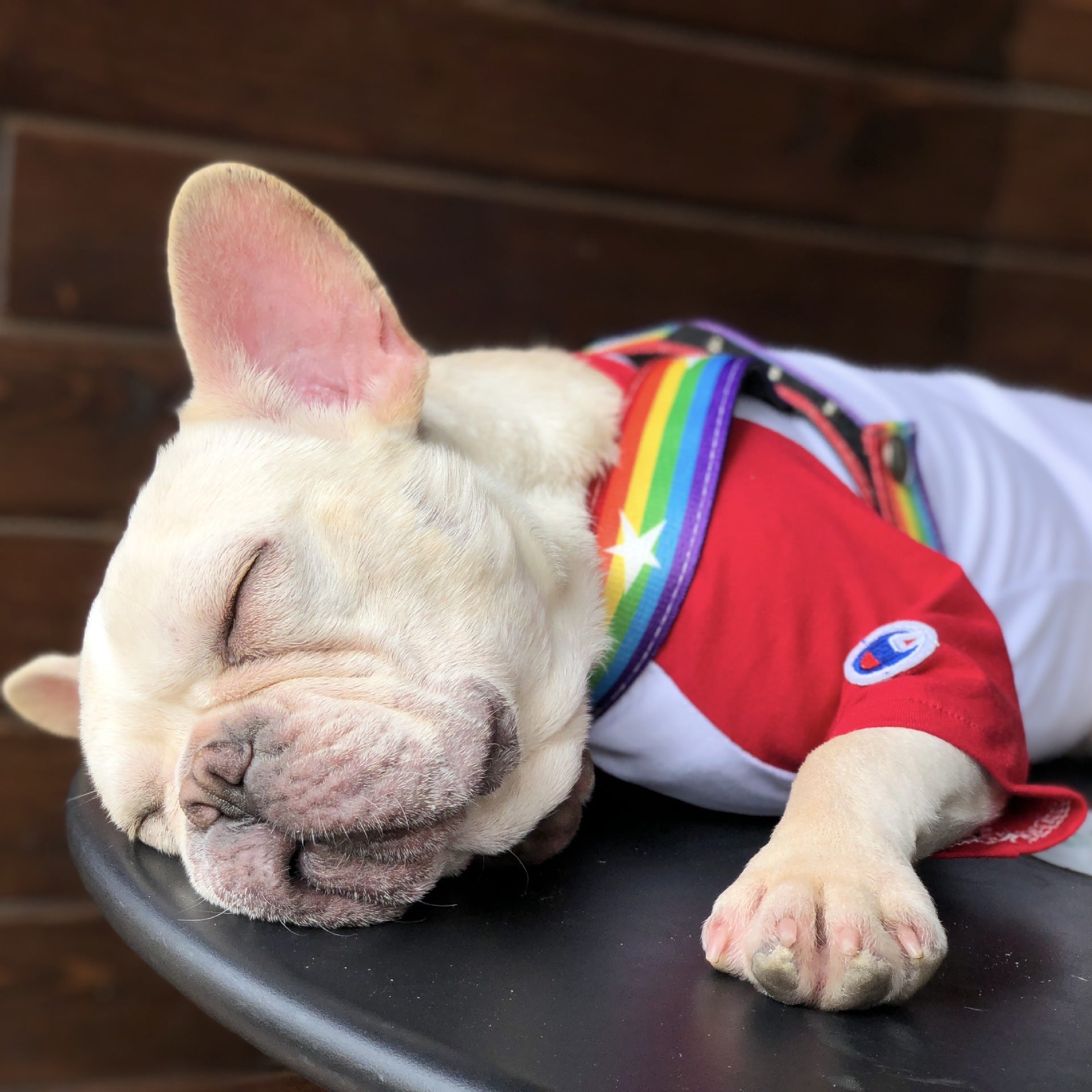 Pet Rainbow Cool Chain Walking Leash Gear