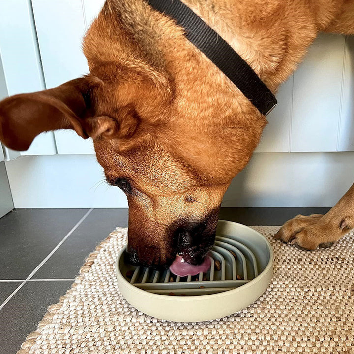 Simple Fashion Pet Slow Feeding Bowl Anti Choking Dish