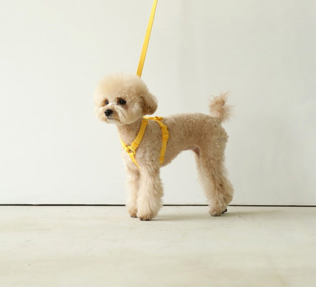 Pet Macaron Style Fashion Walking Leash Gear