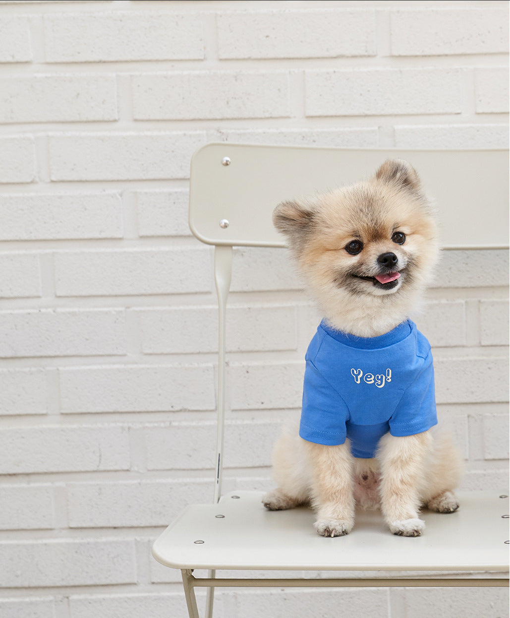 Pet Refreshing Color Print Cotton Summer T Shirt